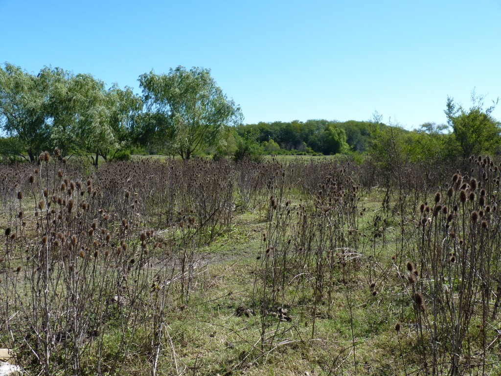 Foto: Reserva Urbana del Pilar - Pilar (Buenos Aires), Argentina
