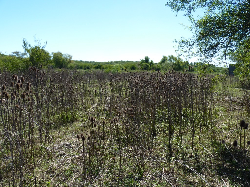Foto: Reserva Urbana del Pilar - Pilar (Buenos Aires), Argentina