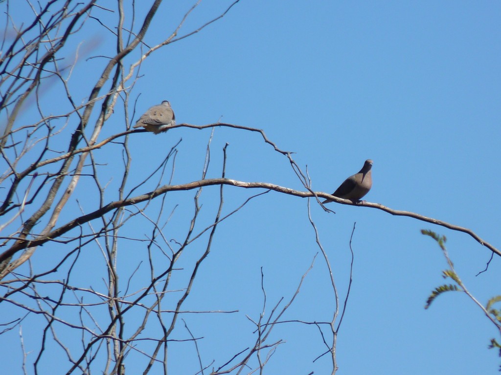 Foto: Reserva Urbana del Pilar - Pilar (Buenos Aires), Argentina
