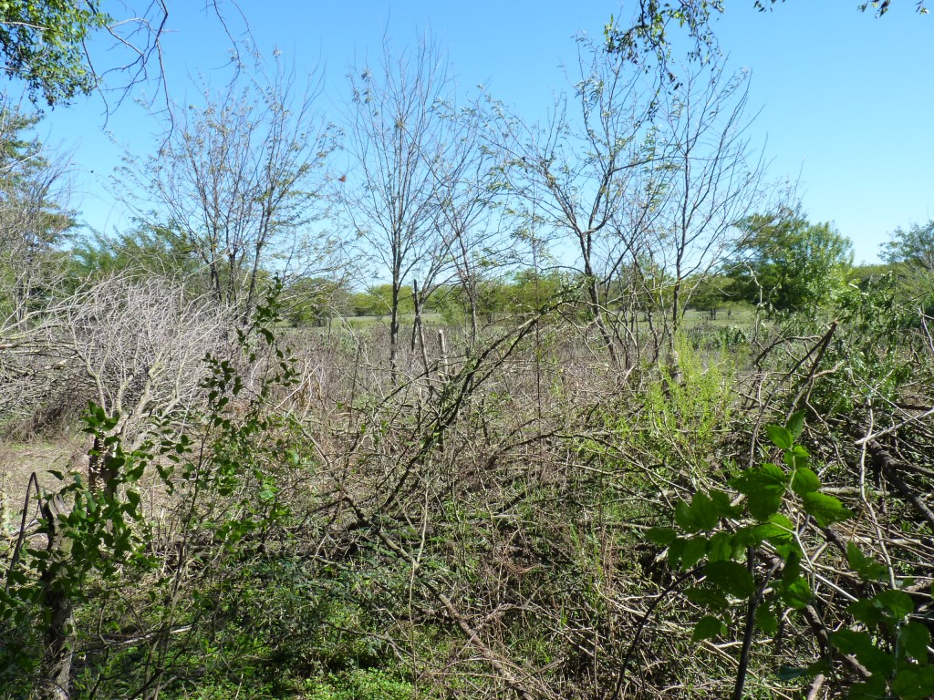 Foto: Reserva Urbana del Pilar - Pilar (Buenos Aires), Argentina