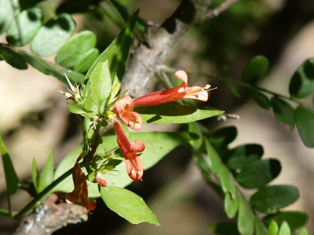 Foto: Reserva Urbana del Pilar - Pilar (Buenos Aires), Argentina