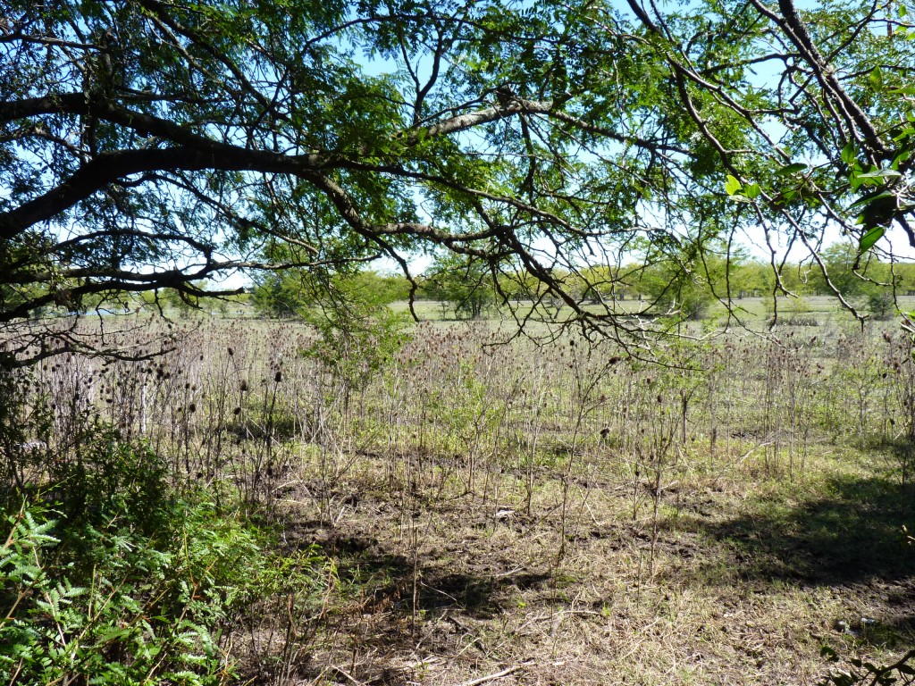 Foto: Reserva Urbana del Pilar - Pilar (Buenos Aires), Argentina