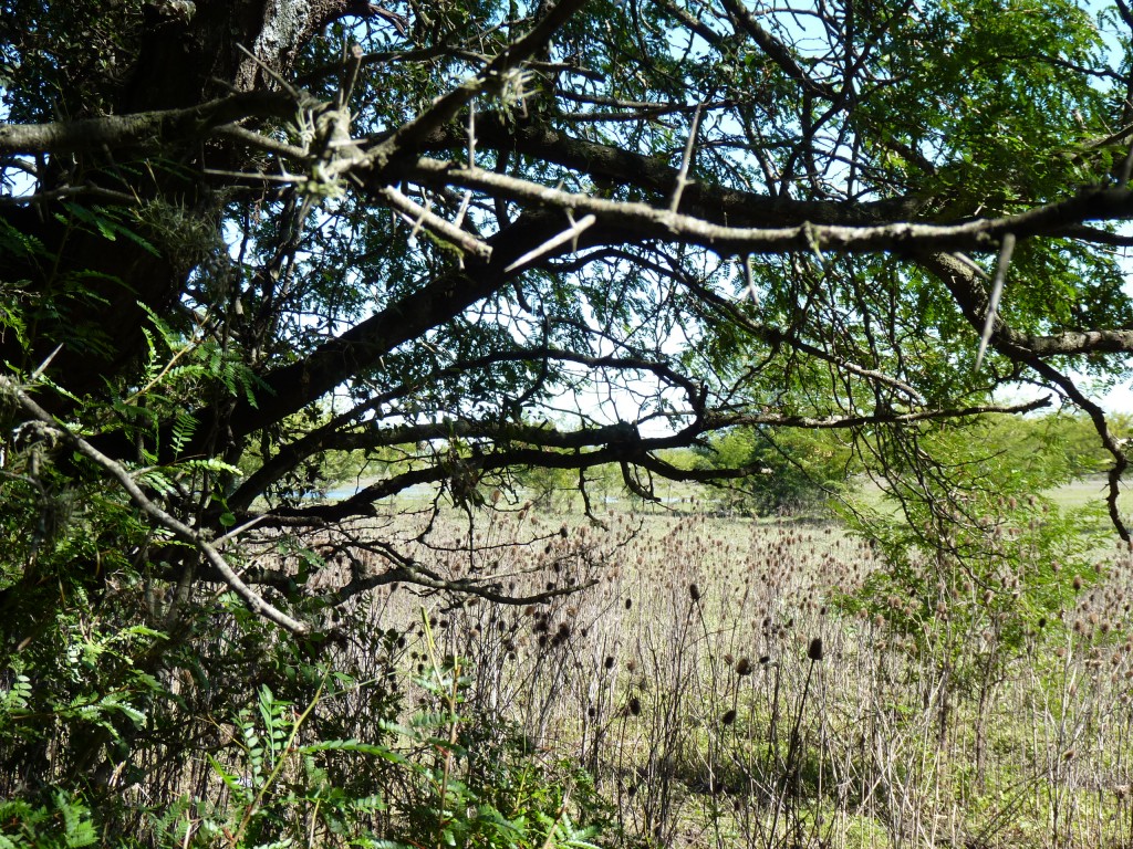Foto: Reserva Urbana del Pilar - Pilar (Buenos Aires), Argentina