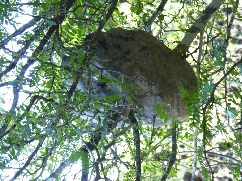 Foto: Reserva Urbana del Pilar - Pilar (Buenos Aires), Argentina