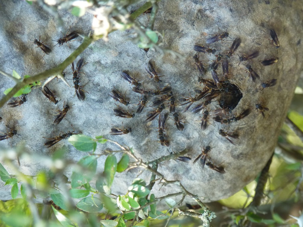 Foto: Reserva Natural del Pilar - Pilar (Buenos Aires), Argentina