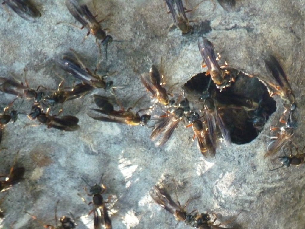 Foto: Reserva Natural del Pilar - Pilar (Buenos Aires), Argentina