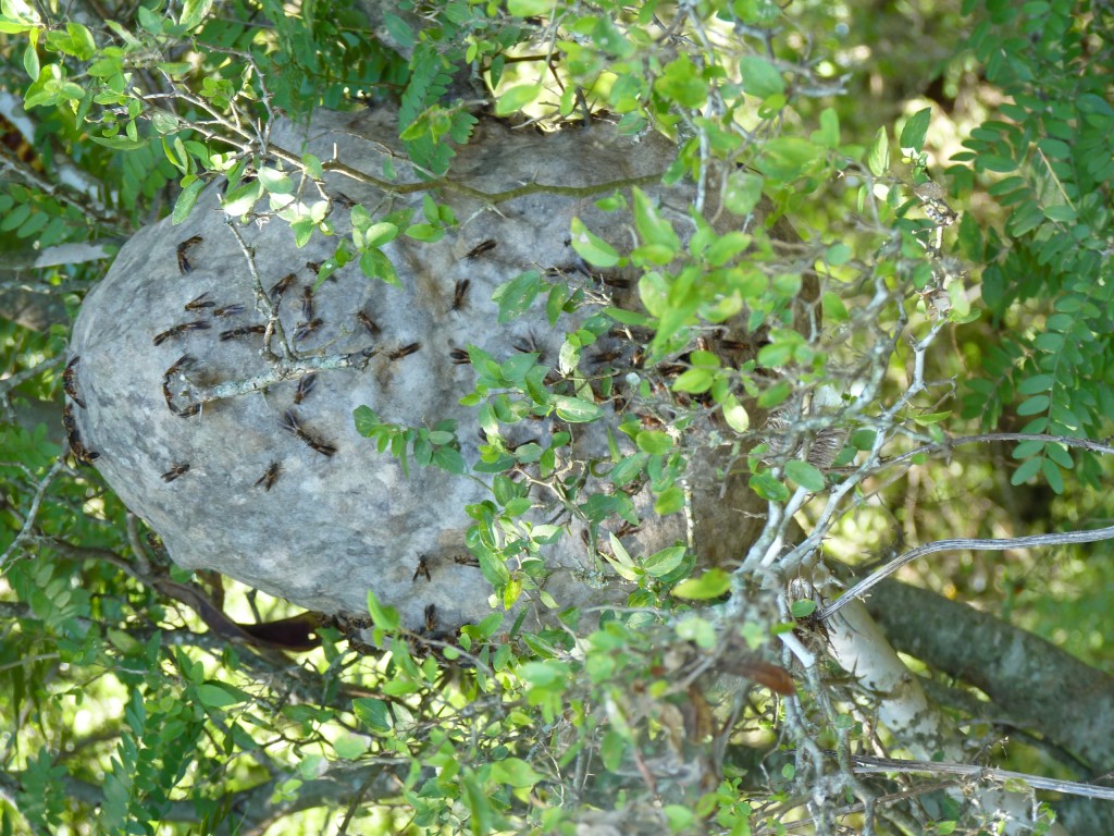 Foto: Reserva Natural del Pilar - Pilar (Buenos Aires), Argentina