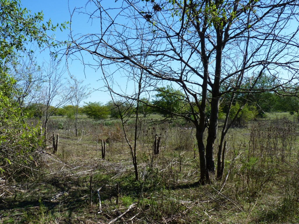Foto: Reserva Natural del Pilar - Pilar (Buenos Aires), Argentina