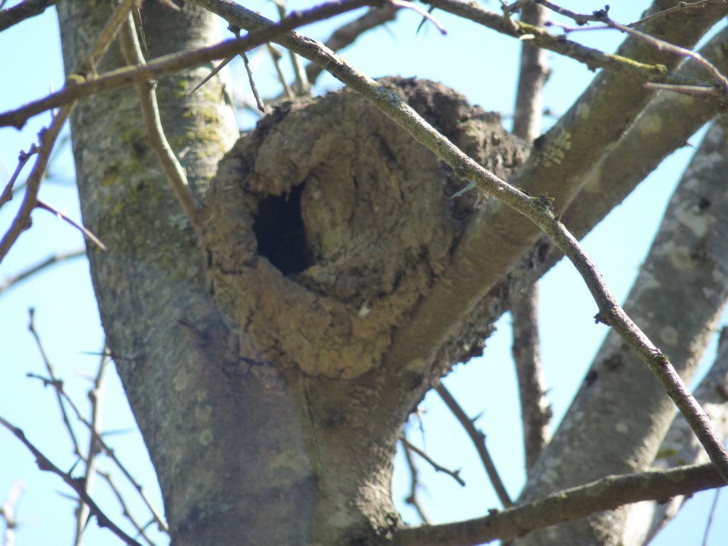 Foto: Reserva Natural del Pilar - Pilar (Buenos Aires), Argentina