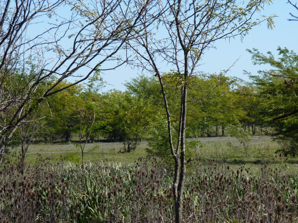 Foto: Reserva Natural del Pilar - Pilar (Buenos Aires), Argentina