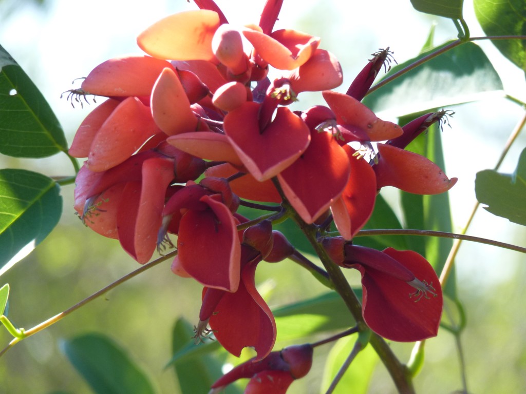 Foto: Reserva Natural del Pilar - Pilar (Buenos Aires), Argentina