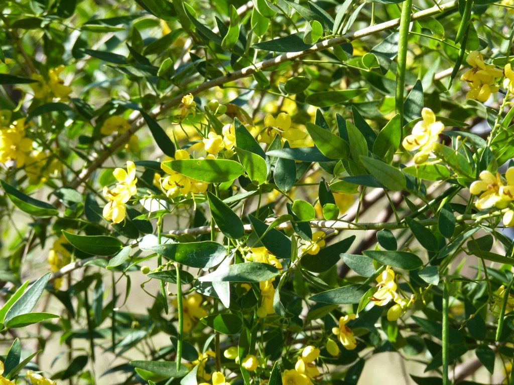 Foto: Reserva Natural del Pilar - Pilar (Buenos Aires), Argentina