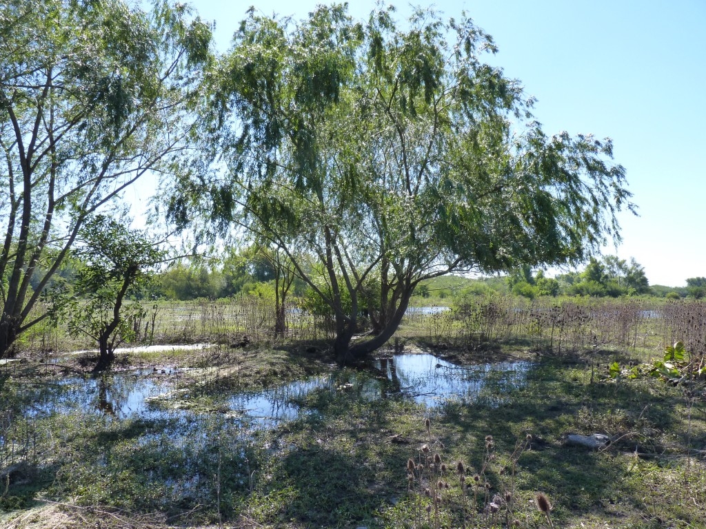 Foto: Reserva Natural del Pilar - Pilar (Buenos Aires), Argentina
