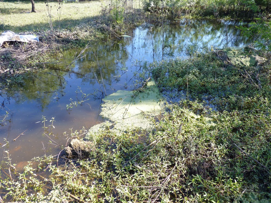 Foto: Reserva Natural del Pilar - Pilar (Buenos Aires), Argentina