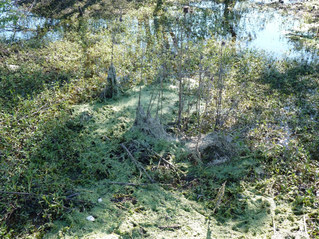 Foto: Reserva Natural del Pilar - Pilar (Buenos Aires), Argentina