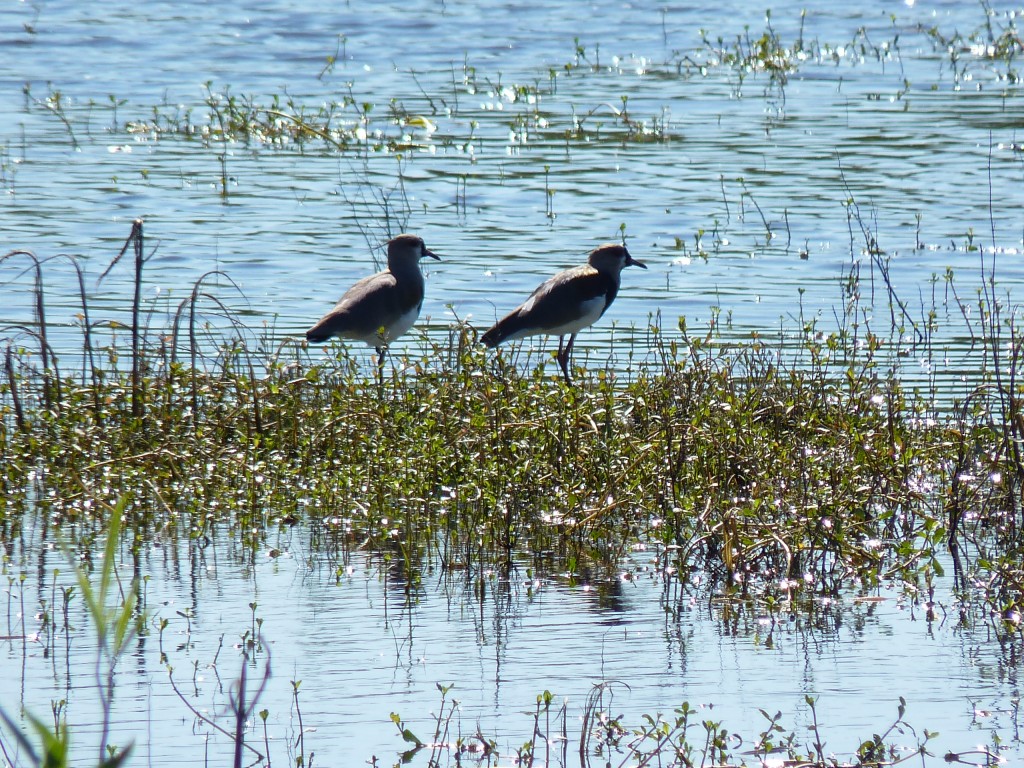 Foto: Reserva Natural del Pilar - Pilar (Buenos Aires), Argentina