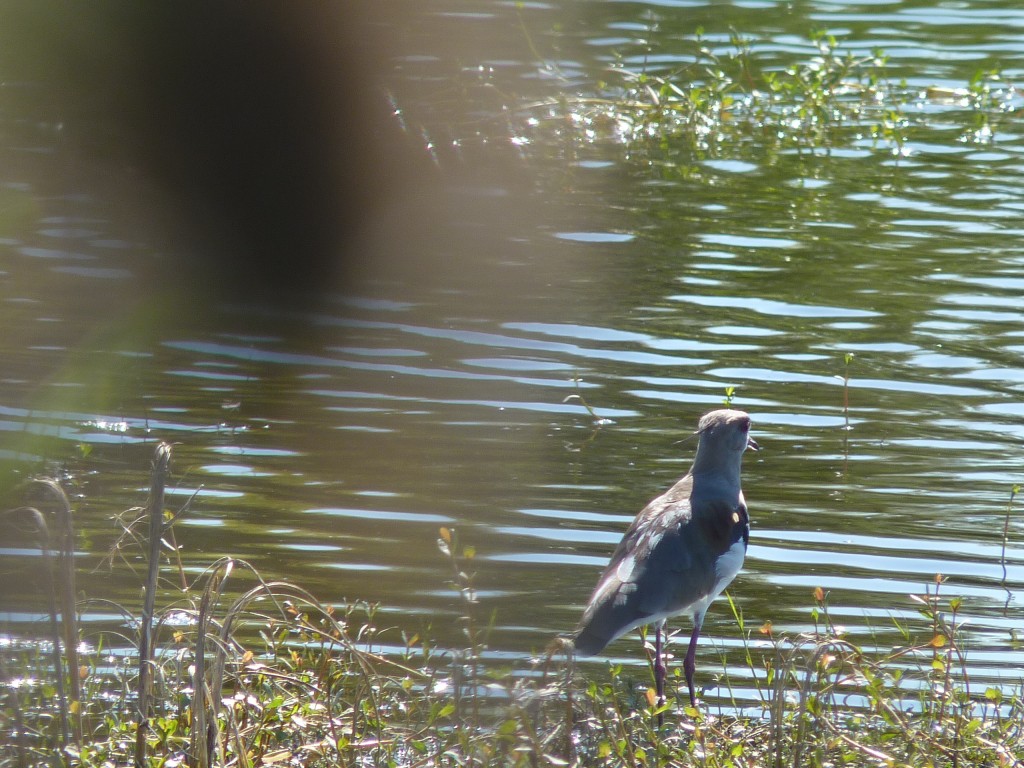 Foto: Reserva Natural del Pilar - Pilar (Buenos Aires), Argentina