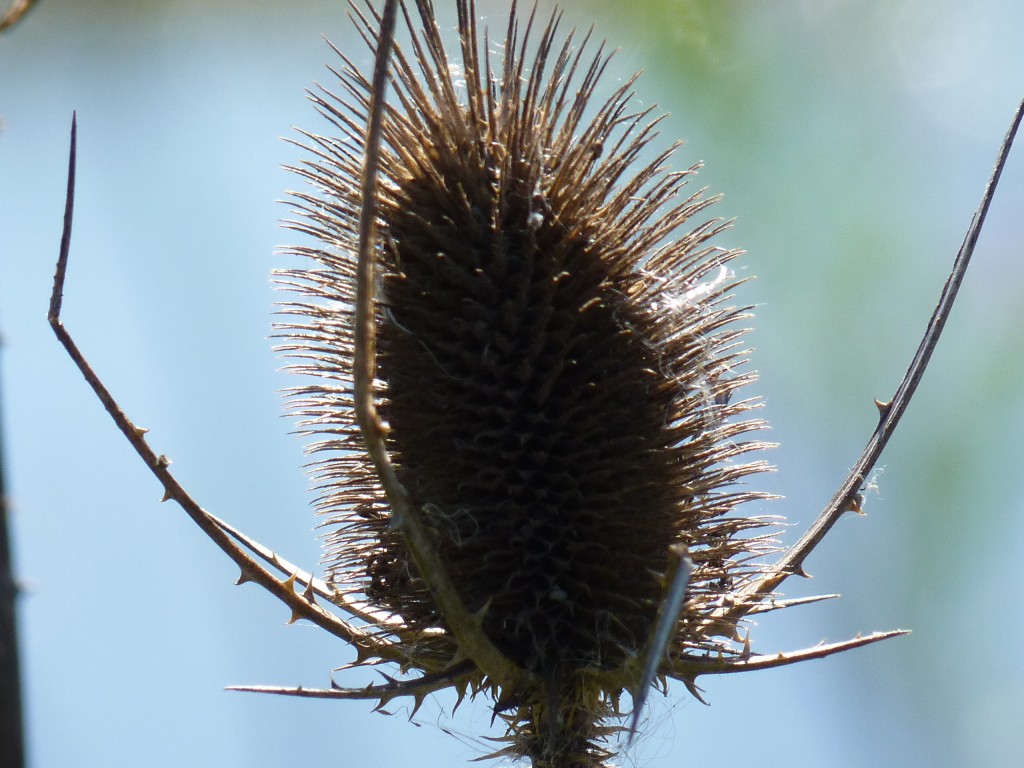 Foto: Reserva Natural del Pilar - Pilar (Buenos Aires), Argentina