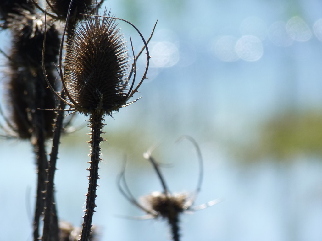 Foto: Reserva Natural del Pilar - Pilar (Buenos Aires), Argentina