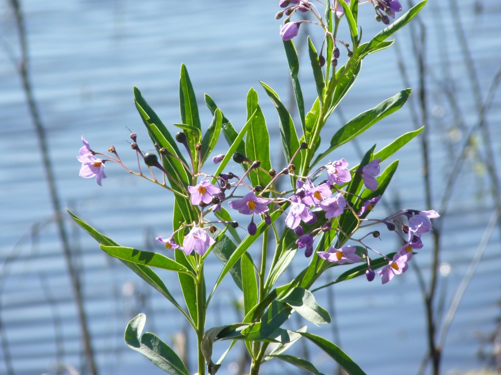 Foto: Reserva Natural del Pilar - Pilar (Buenos Aires), Argentina