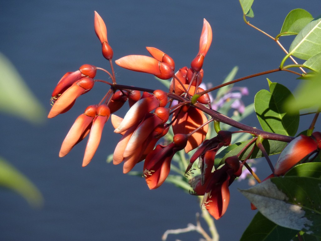 Foto: Reserva Natural del Pilar - Pilar (Buenos Aires), Argentina