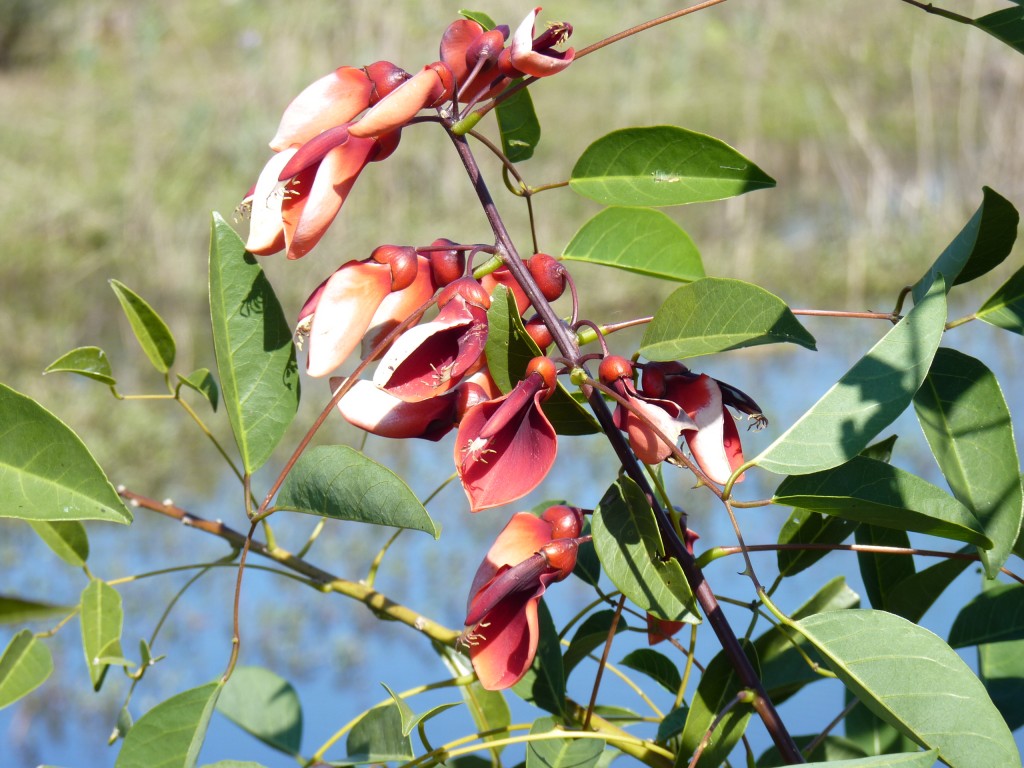 Foto: Reserva Natural del Pilar - Pilar (Buenos Aires), Argentina