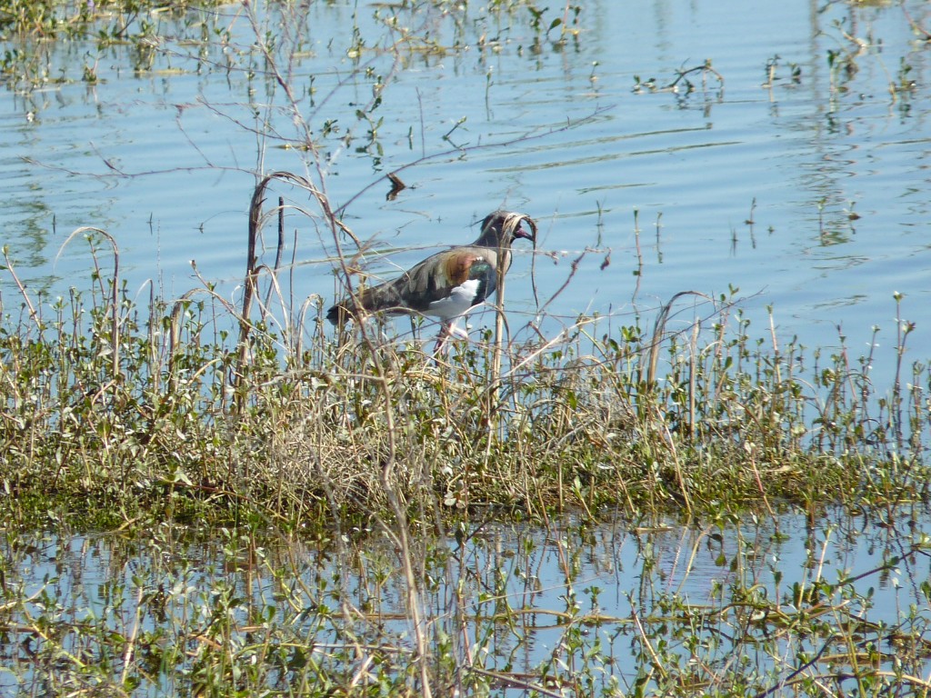 Foto: Reserva Natural del Pilar - Pilar (Buenos Aires), Argentina