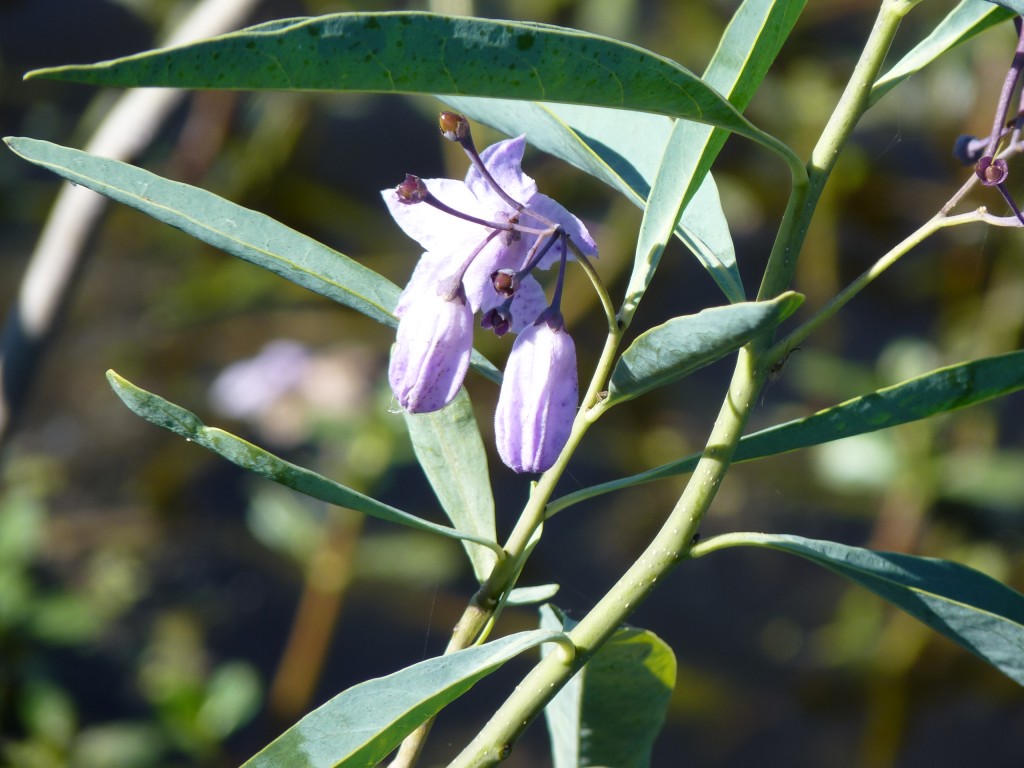Foto: Reserva Natural del Pilar - Pilar (Buenos Aires), Argentina
