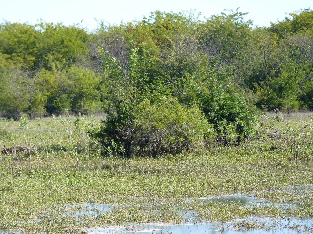 Foto: Reserva Natural del Pilar - Pilar (Buenos Aires), Argentina