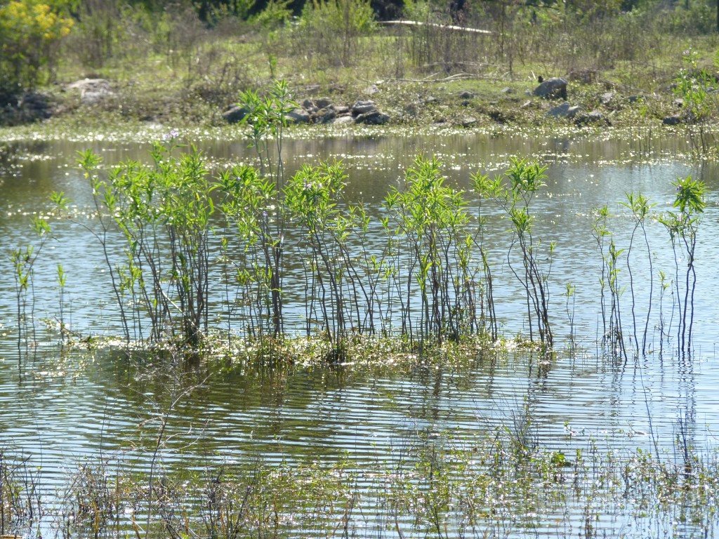 Foto: Reserva Natural del Pilar - Pilar (Buenos Aires), Argentina