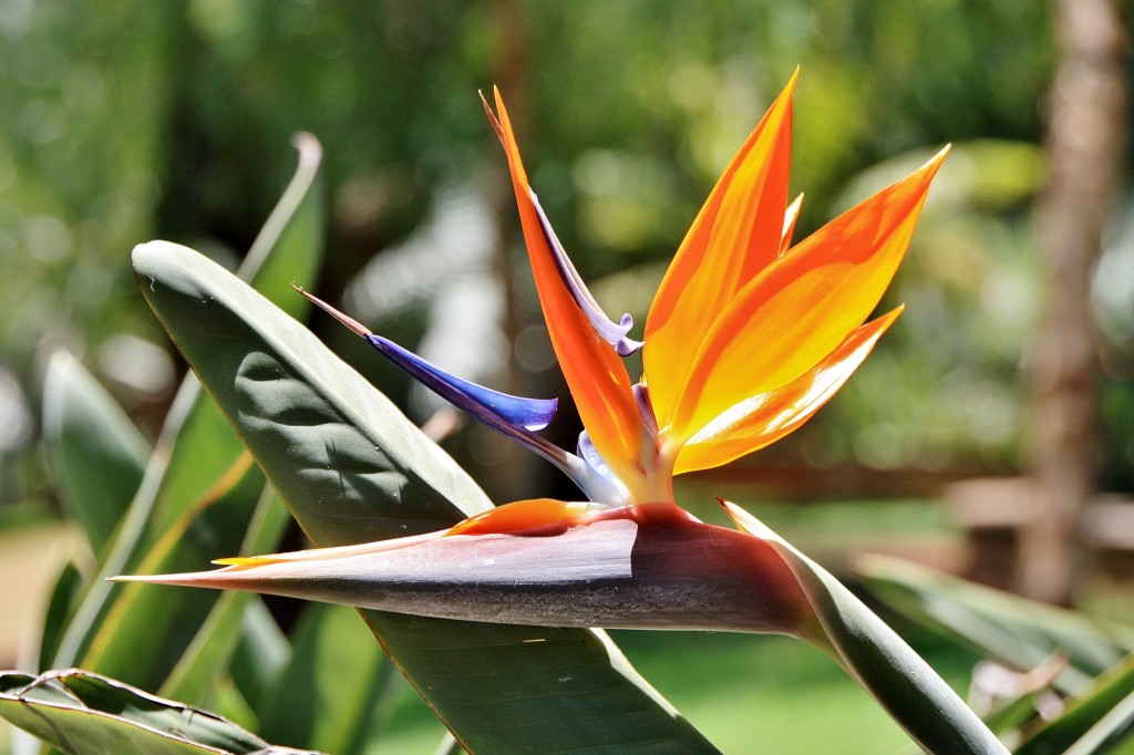 Foto: Parque García Sanabria - Santa Cruz de Tenerife (Las Palmas), España