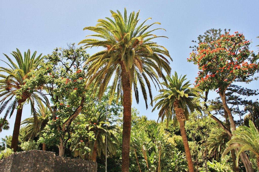 Foto: Parque García Sanabria - Santa Cruz de Tenerife (Las Palmas), España