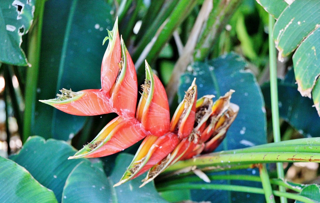 Foto: Parque García Sanabria - Santa Cruz de Tenerife (Las Palmas), España