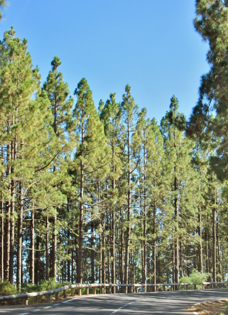 Foto: Las Cañadas del Teide - La Orotava (Santa Cruz de Tenerife), España