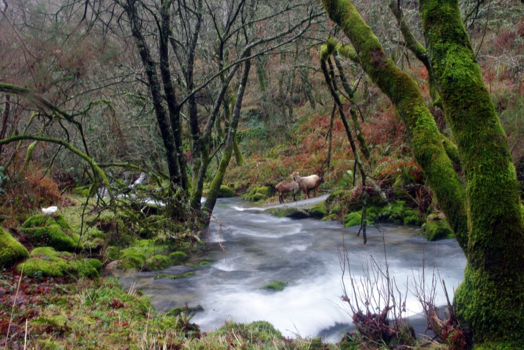 Foto de Covelo (Pontevedra), España