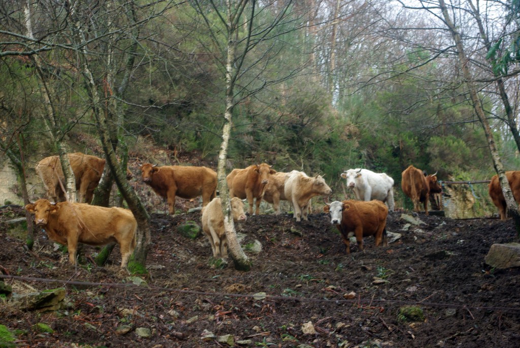 Foto de A Laxe-Fornelos de Montes (Pontevedra), España