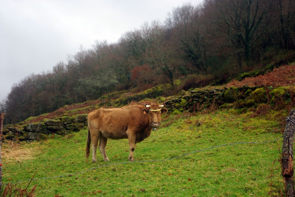 Foto de A Laxe-Fornelos de Montes (Pontevedra), España
