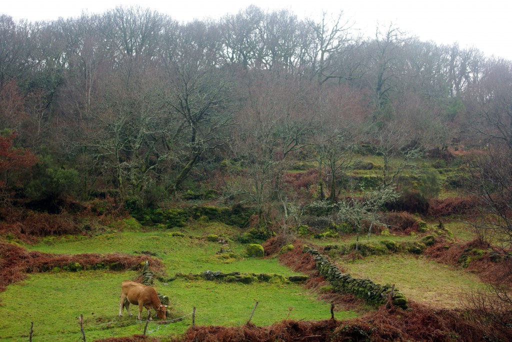 Foto de A Laxe-Fornelos de Montes (Pontevedra), España