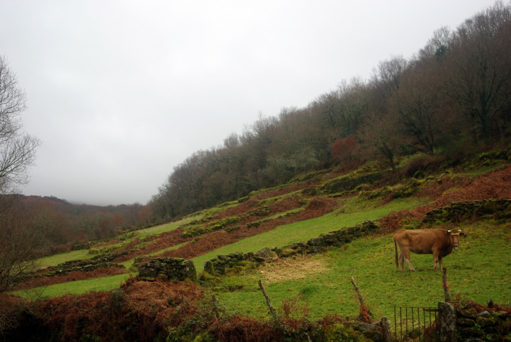 Foto de A Laxe-Fornelos de Montes (Pontevedra), España