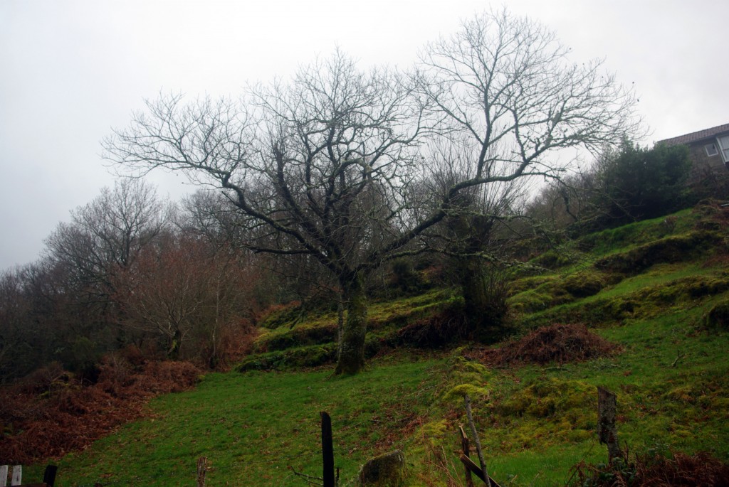 Foto de Fornelos De Montes (Pontevedra), España