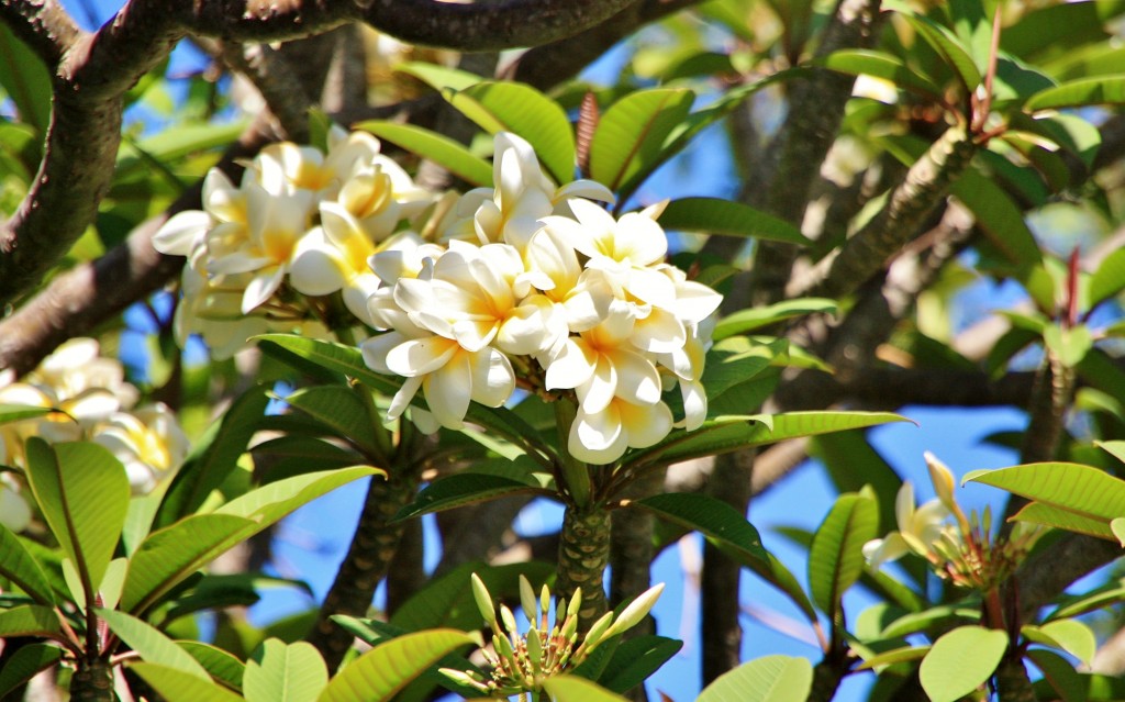 Foto: Color - Arona (Santa Cruz de Tenerife), España