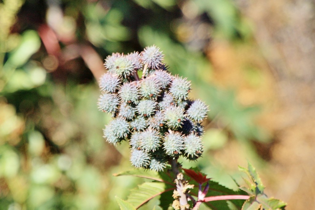 Foto: Flor - Arico (Santa Cruz de Tenerife), España