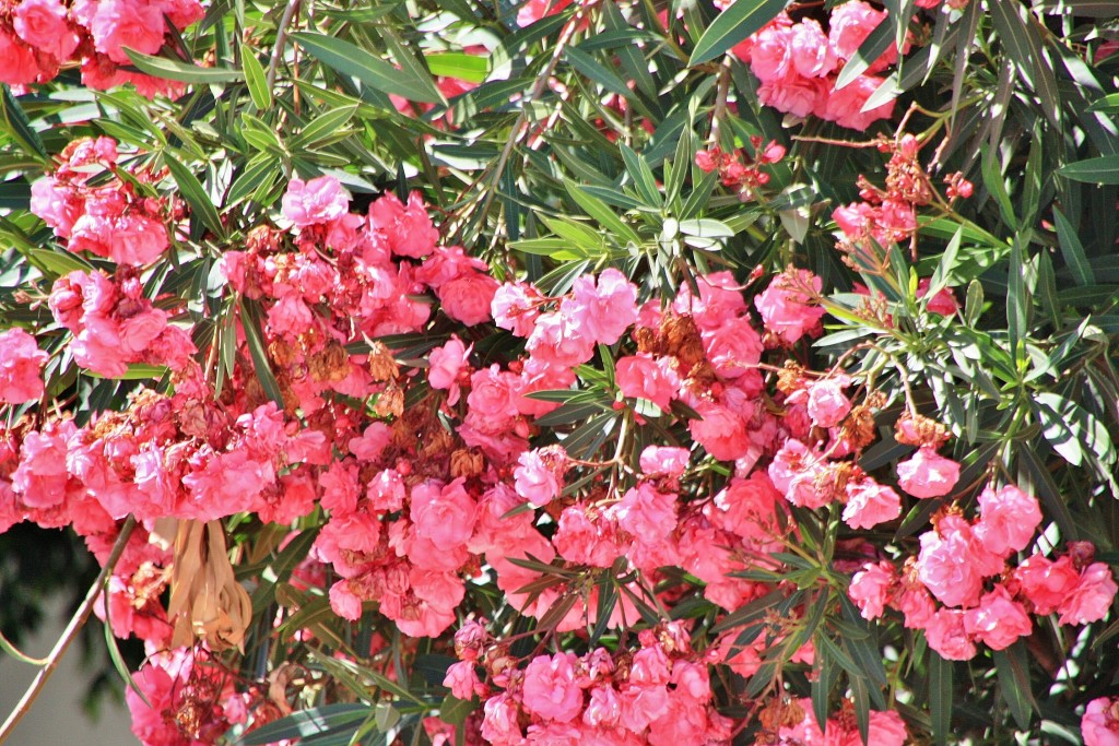 Foto: Flor - Arico (Santa Cruz de Tenerife), España