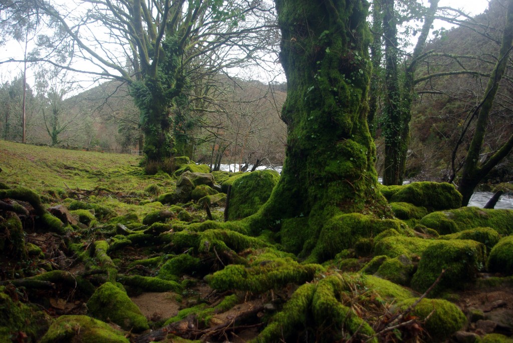 Foto de Fornelos de Montes (Pontevedra), España