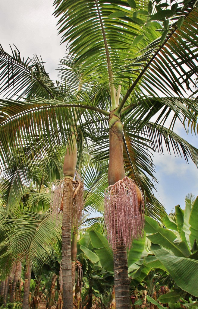 Foto: Jardín de la Marquesa - Arucas (Gran Canaria) (Las Palmas), España