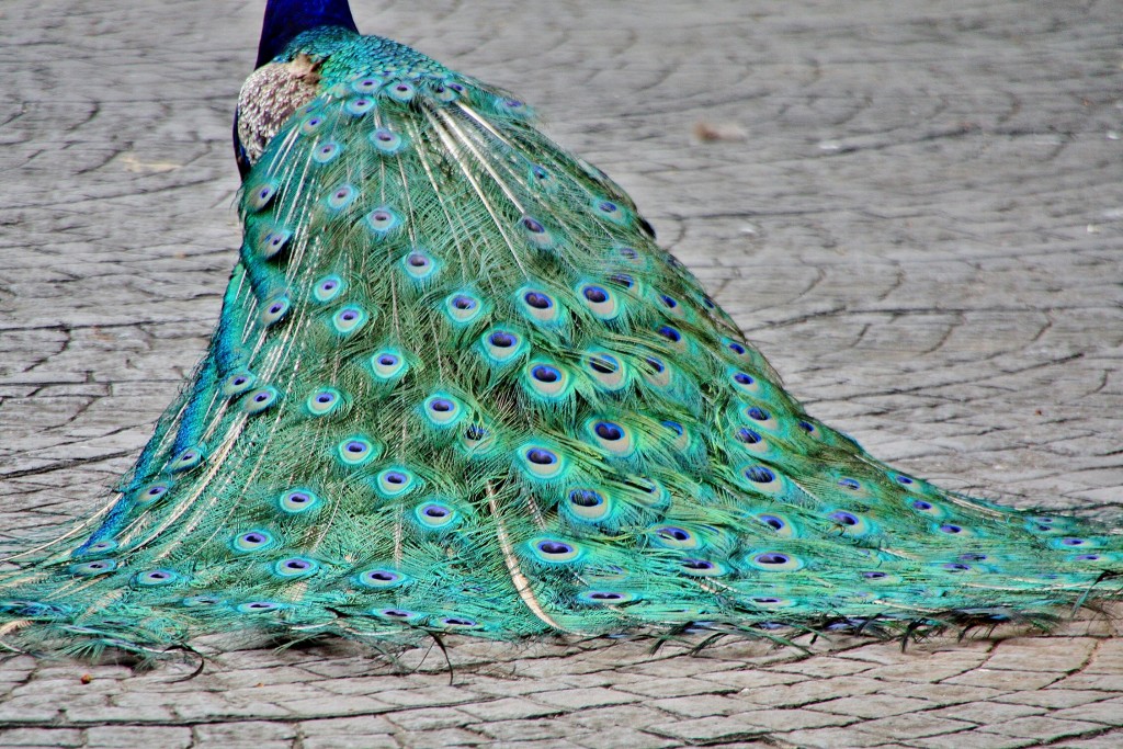 Foto: Jardín de la Marquesa - Arucas (Gran Canaria) (Las Palmas), España