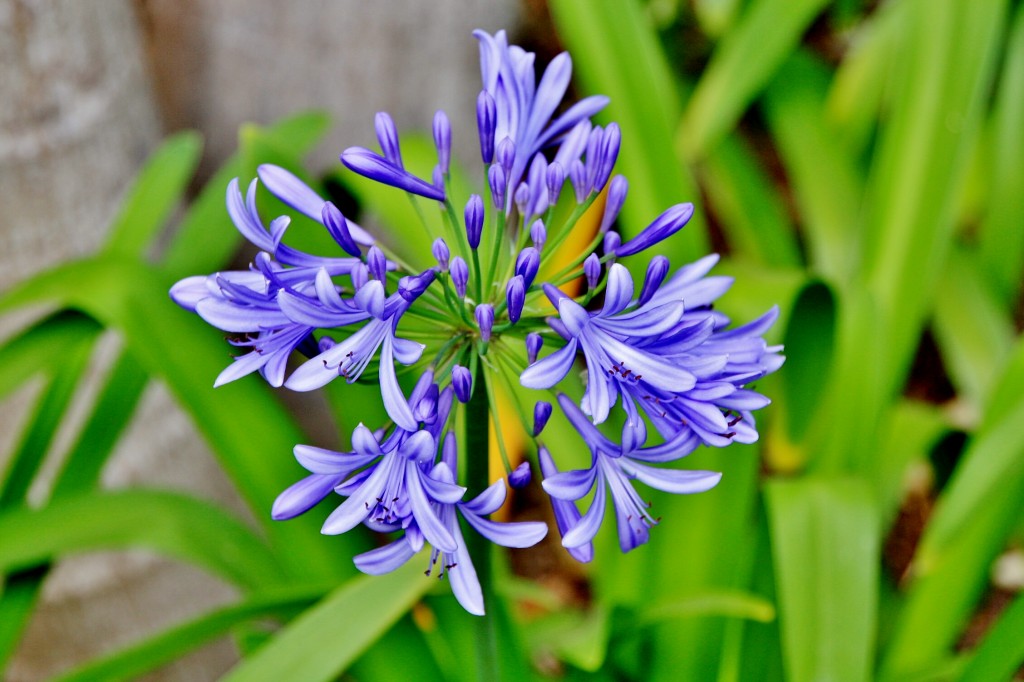 Foto: Jardín de la Marquesa - Arucas (Gran Canaria) (Las Palmas), España