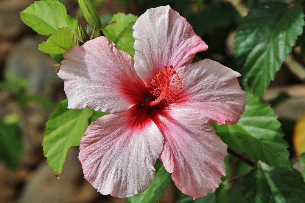 Foto: Jardín de la Marquesa - Arucas (Gran Canaria) (Las Palmas), España