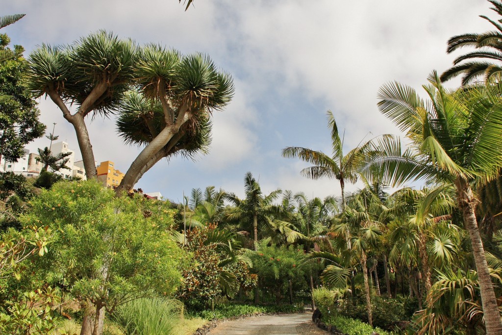 Foto: Jardín de la Marquesa - Arucas (Gran Canaria) (Las Palmas), España