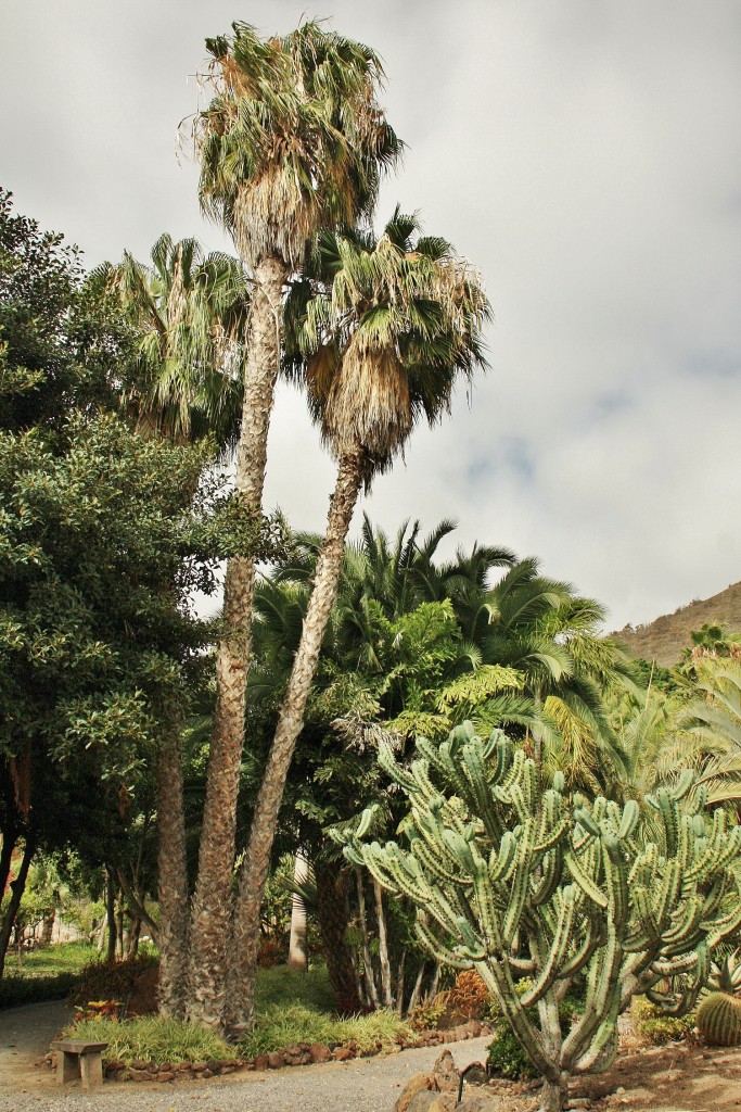 Foto: Jardín de la Marquesa - Arucas (Gran Canaria) (Las Palmas), España